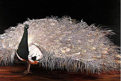 Bronze Lace-Peacock