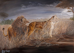Night Hunt-Lions