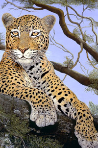 The Sentinel-Leopard