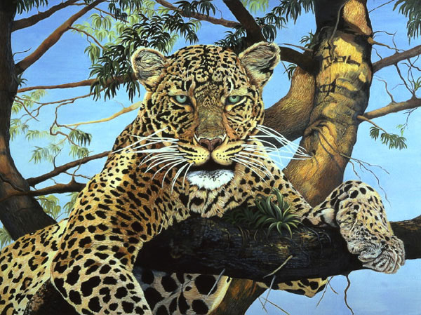 Daytime Hangout-leopard