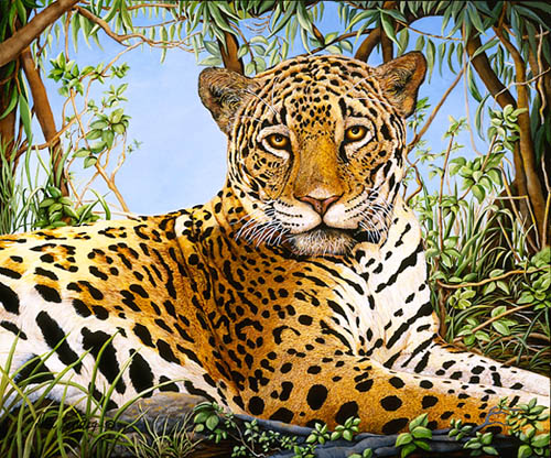 Mala Mala Matriarch-leopard